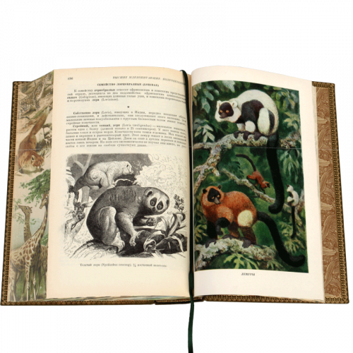 Брэм А. Жизнь животных - 5 томов. Антикварное издание (1937-1948 гг.) фото 33